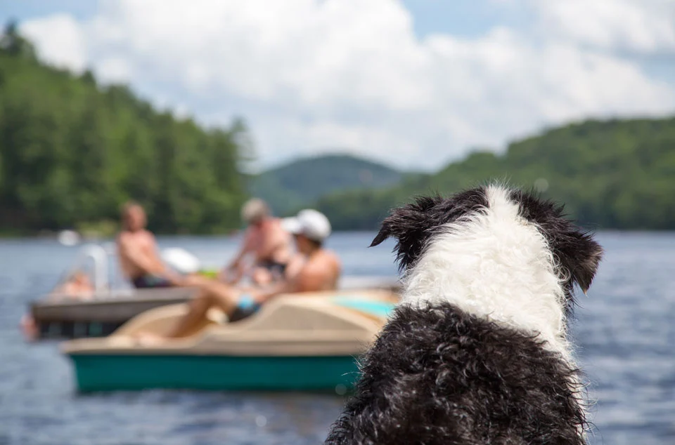 dog looks across a lake toward several people in boat and a floating dock